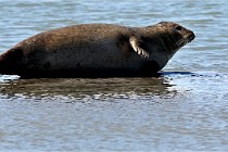 BERCK D6 20 06 25-381   Photo ACG