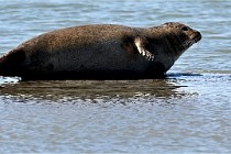 BERCK D6 20 06 25-382   Photo ACG