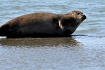 BERCK D6 20 06 25-383   Photo ACG