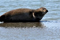 BERCK D6 20 06 25-385   Photo ACG