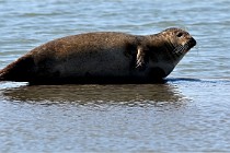 BERCK D6 20 06 25-387   Photo ACG