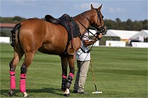 Polo Apremont D6 20-09-11 0215   Photo ACG