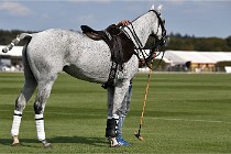 Polo Apremont D6 20-09-11 0367   Photo ACG