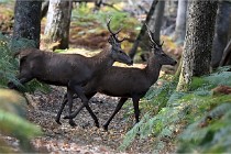 Boutissain D6 20-09-24 1485   Photo ACG