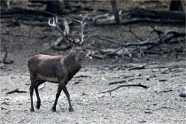 Boutissain D850 20-09-22 0054   Photos ACG 2020