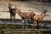 Boutissain D850 20-09-22 0355   Photos ACG 2020