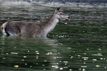 Boutissain D850 20-09-22 0424   Photos ACG 2020