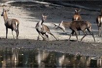 Boutissain D850 20-09-22 0451   Photos ACG 2020