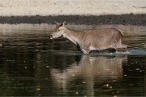 Boutissain D850 20-09-22 0473   Photos ACG 2020