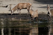 Boutissain D850 20-09-22 0482   Photos ACG 2020