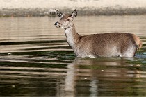 Boutissain D850 20-09-22 0505   Photos ACG 2020