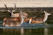 Boutissain D850 20-09-22 0572   Photos ACG 2020