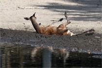 Boutissain D850 20-09-22 0674  01  Photos ACG 2020