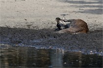 Boutissain D850 20-09-22 0690  01  Photos ACG 2020