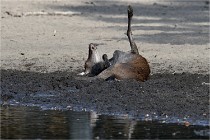 Boutissain D850 20-09-22 0691  01  Photos ACG 2020