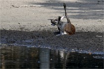 Boutissain D850 20-09-22 0692  01  Photos ACG 2020