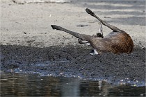 Boutissain D850 20-09-22 0697  01  Photos ACG 2020