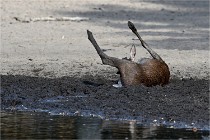 Boutissain D850 20-09-22 0700   Photos ACG 2020