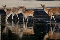 Boutissain D850 20-09-22 0742   Photos ACG 2020