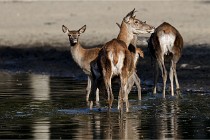 Boutissain D850 20-09-22 0757   Photos ACG 2020