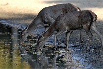 Boutissain D850 20-09-22 0962   Photos ACG 2020