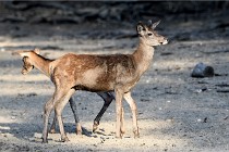 Boutissain D850 20-09-22 0989   Photos ACG 2020