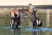 Boutissain D850 20-09-22 1054   Photos ACG 2020