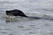 Phoques D6 21-01-08 044   Photo ACG