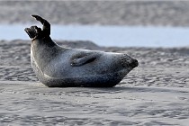 2021-01-08  Phoques Berck