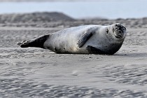 Phoques D6 21-01-08 279   Photo ACG