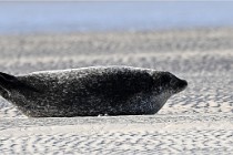 2021-03-05  Phoques Berck