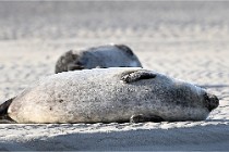 Berck D6 phoques 21-03-05 0003   Photo ACG