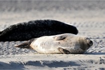 Berck D6 phoques 21-03-05 0004   Photo ACG