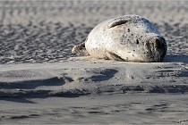 Berck D6 phoques 21-03-05 0007   Photo ACG