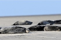 Berck D6 phoques 21-03-05 0009   Photo ACG