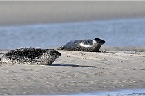 Berck D6 phoques 21-03-05 0011  01  Photo ACG