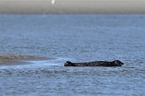 Berck D6 phoques 21-03-05 0013   Photo ACG