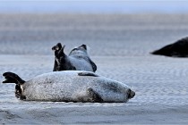 Berck D6 phoques 21-03-05 0052   Photo ACG