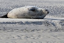 Berck D6 phoques 21-03-05 0071   Photo ACG