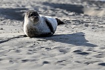 Berck D6 phoques 21-03-05 0077   Photo ACG