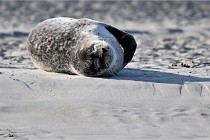 Berck D6 phoques 21-03-05 0084   Photo ACG