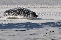 Berck D6 phoques 21-03-05 0108   Photo ACG