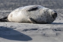 Berck D6 phoques 21-03-05 0111   Photo ACG