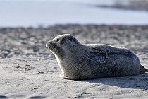 Berck D6 phoques 21-03-05 0118   Photo ACG