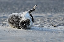 Berck D6 phoques 21-03-05 0125   Photo ACG
