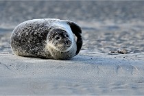 Berck D6 phoques 21-03-05 0130   Photo ACG
