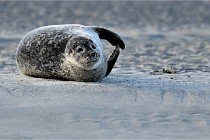Berck D6 phoques 21-03-05 0131   Photo ACG