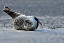 Berck D6 phoques 21-03-05 0132   Photo ACG