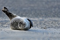 Berck D6 phoques 21-03-05 0133   Photo ACG