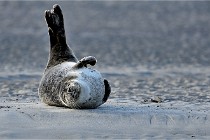 Berck D6 phoques 21-03-05 0134   Photo ACG